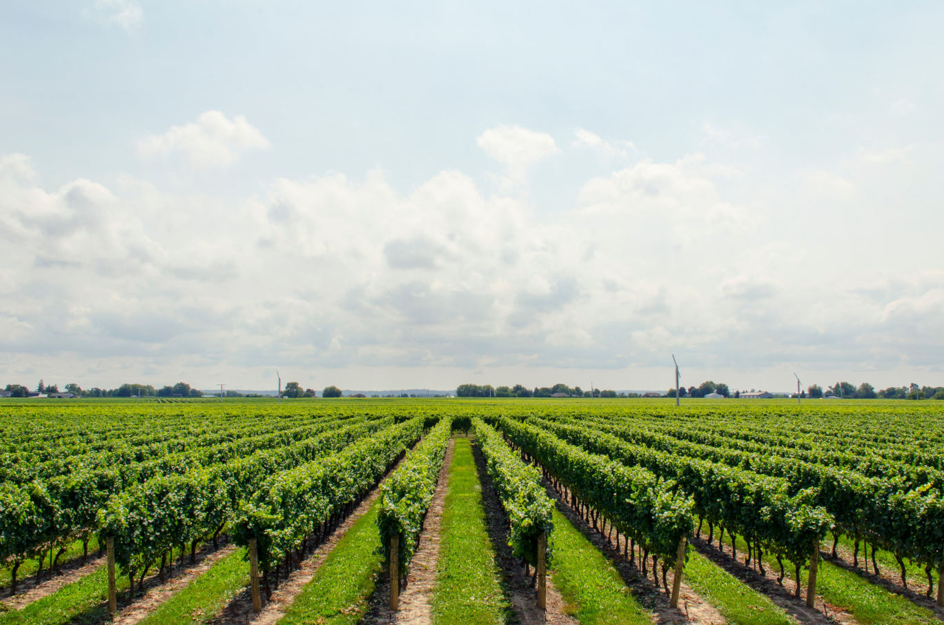 Agriculture landscape
